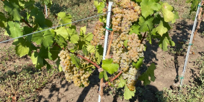 Uvas para elaboración de vino, DOC Dealu Mare, de