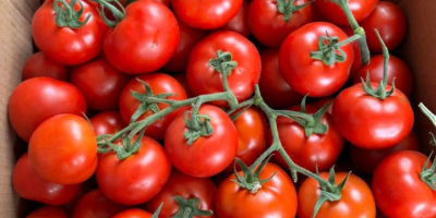 ❗️¡Vendemos verduras frescas rumanas al por mayor! ❗️¡Vendemos verduras