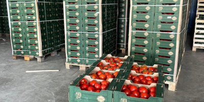 ❗️¡Vendemos verduras frescas rumanas al por mayor! ❗️¡Vendemos verduras