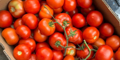 ❗️¡Vendemos verduras frescas rumanas al por mayor! ❗️¡Vendemos verduras