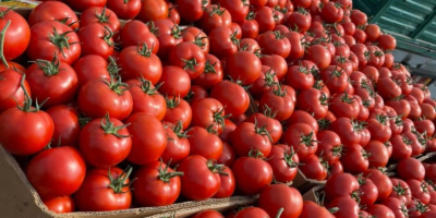 ❗️¡Vendemos verduras frescas rumanas al por mayor! ❗️¡Vendemos verduras