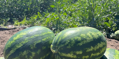 ¡Buen día! Venderé sandía polaca, dulce y jugosa, de