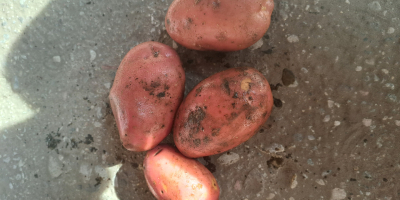 Ofrecemos variedades de patatas amarillas y rojas (Vineta, Queen