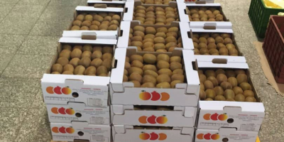 Venta de kiwis Hayward premium de IránImportación de kiwis