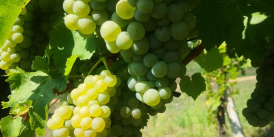 Venta de uvas de la vid noble. ¡Las mejores