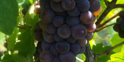 Venta de uvas de la vid noble. ¡Las mejores