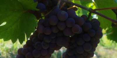 Venta de uvas de la vid noble. ¡Las mejores