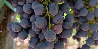 Uvas tintas Merlot y Montepulciano, Castelli Romani doc. Ubicado