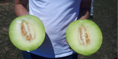 Vendemos más de 100 toneladas de sandía / melón