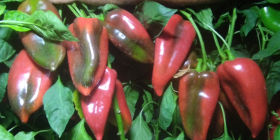 Vendo pimiento rojo. Cosecha diaria a partir del 10.09.