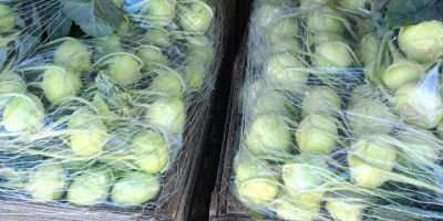 Colirrábano para mercado fresco con una hoja bonita
