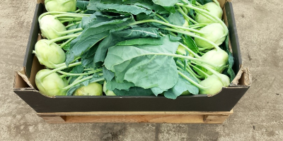 Colirrábano para mercado fresco con una hoja bonita