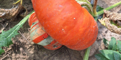 Venderé calabazas decorativas de mi propia finca. tambien tengo