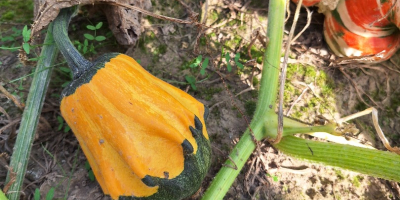 Venderé calabazas decorativas de mi propia finca. tambien tengo