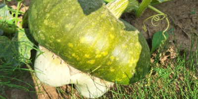 Venderé calabazas decorativas de mi propia finca. tambien tengo