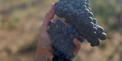 Uvas Merlot, 1,20 BGN el kilogramo. Disponible los días