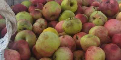 manzanas para jugo