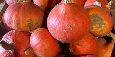 Venta de calabazas de Hokkaido. cantidad alrededor de 1T.