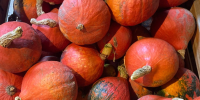 Venta de calabazas de Hokkaido. cantidad alrededor de 1T.