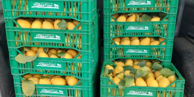 VENTA DE LIMONES, SUMINISTRO A EMPRESAS Y PARTICULARES