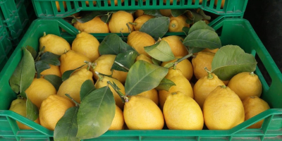 VENTA DE LIMONES, SUMINISTRO A EMPRESAS Y PARTICULARES