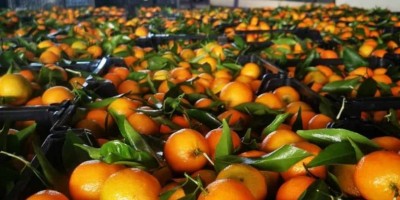 Naranjas, mandarinas, kakis en oferta Lugar de origen Grecia