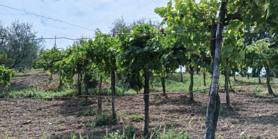 En la localidad de Parolise (AV) vendo uvas tintas