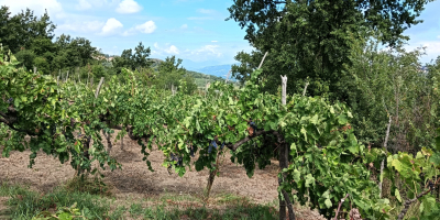 En la localidad de Parolise (AV) vendo uvas tintas