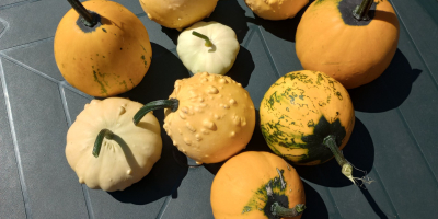 Tengo a la venta una mezcla de calabazas ornamentales.