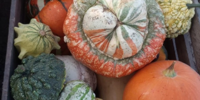 Tengo a la venta una mezcla de calabazas ornamentales.