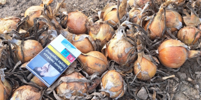 Venderé cebollas sanas de la siembra de primavera, de