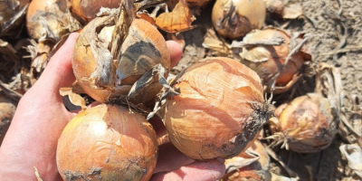 Venderé cebollas sanas de la siembra de primavera, de