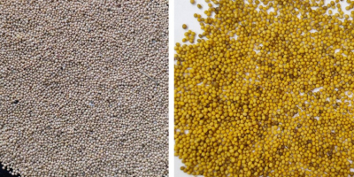 Mostaza: blanca y amarilla, pureza 98-99%. La mostaza estará