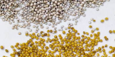 Mostaza: blanca y amarilla, pureza 98-99%. La mostaza estará