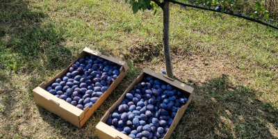 Vendo ciruelas para consumo propio, para mermelada, confitura o