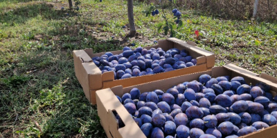 Vendo ciruelas para consumo propio, para mermelada, confitura o