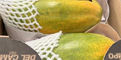 PAPAYA - BY AIR Origen: Colombia Calidad: Premium Calibre: