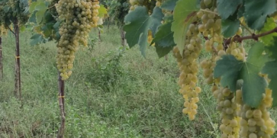 Vendo uvas Falanghina DOC a unos 17 quintales, 80