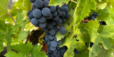 Uvas vinícolas de alta calidad disponibles para la elaboración