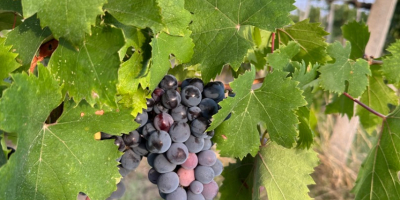 Uvas vinícolas de alta calidad disponibles para la elaboración