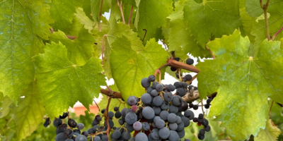 Uvas vinícolas de alta calidad disponibles para la elaboración