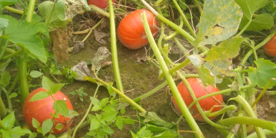 Tengo a la venta una calabaza orgánica de la