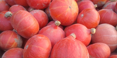 Tengo a la venta una calabaza orgánica de la