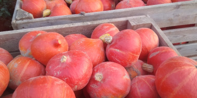 Tengo a la venta una calabaza orgánica de la