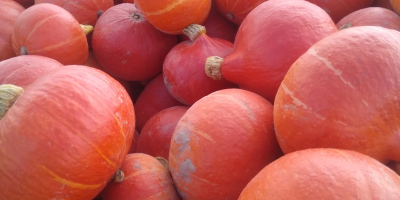 Tengo a la venta una calabaza orgánica de la