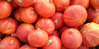 Tengo a la venta una calabaza orgánica de la