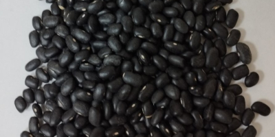 Frijoles negros 900 toneladas 460-480 piezas por 100 gramos