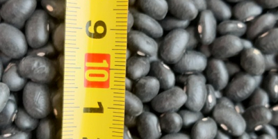 Frijoles negros 900 toneladas 460-480 piezas por 100 gramos