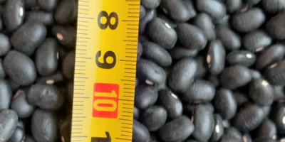 Frijoles negros 900 toneladas 460-480 piezas por 100 gramos