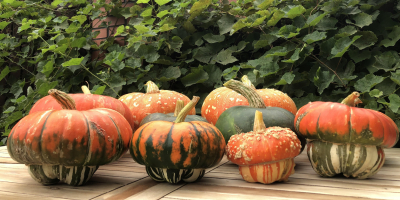 Venderé una mezcla de calabazas decorativas y un turbante